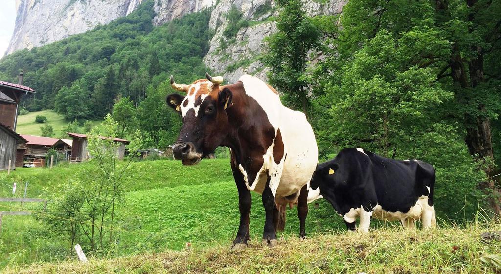 Camping Jungfrau Lauterbrunnen Exteriér fotografie