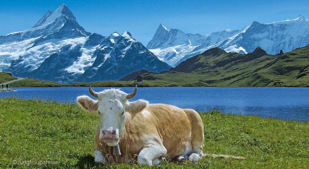 Camping Jungfrau Lauterbrunnen Exteriér fotografie